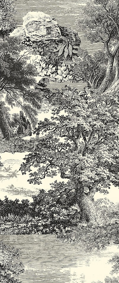 Amazone salcey forest